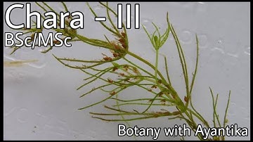 Chara Part 3 Sexual Reproduction in Chara