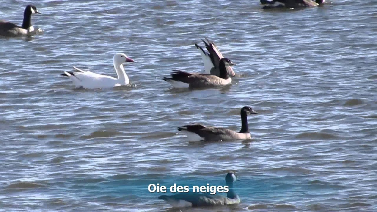 Un temps de canard ( début octobre 2013 ) YouTube Un temps de canard ( début octobre 2013 ) YouTube