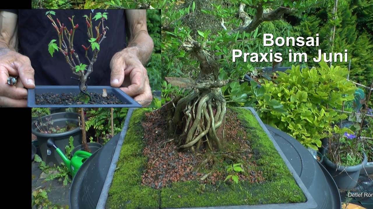 Bonsai Arbeiten und Pflegen der kleinen Bäume in der Vielfalt der Möglichkeiten