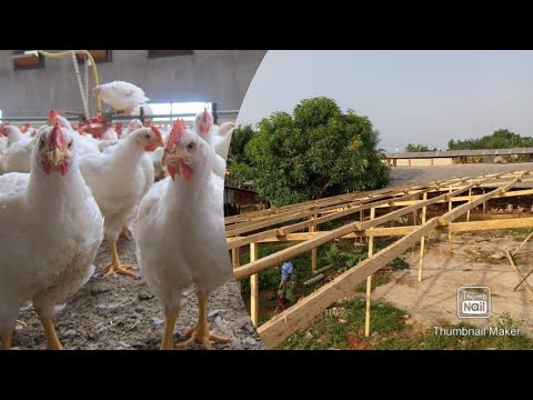 Vidéo: Comment Choisir Et Acheter Des Poulets Pour Une Résidence D'été