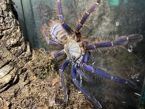 Phormingochilus sp Sabah blue, rehouse and care