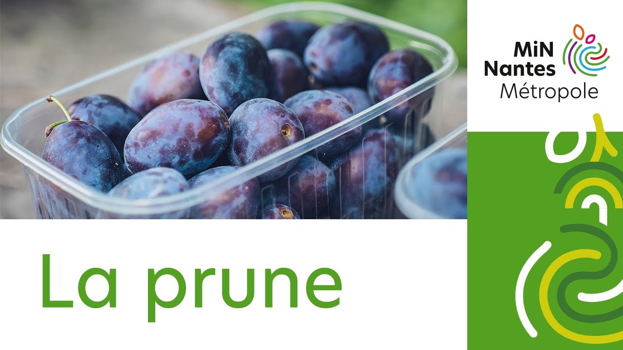 [Recette] La prune, un fruit à chair comestible sucrée et juteuse - MiN ...