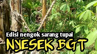 Edisi Nengok Sarang Tupai,Ternyata Nyesek Bgt,Lihat Apa Yang Terjadi Dengan Sarang Tupai Ini...