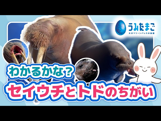 うみのかいじゅうたち🦭ちがいわかるかな？【うみたまご】 - YouTube