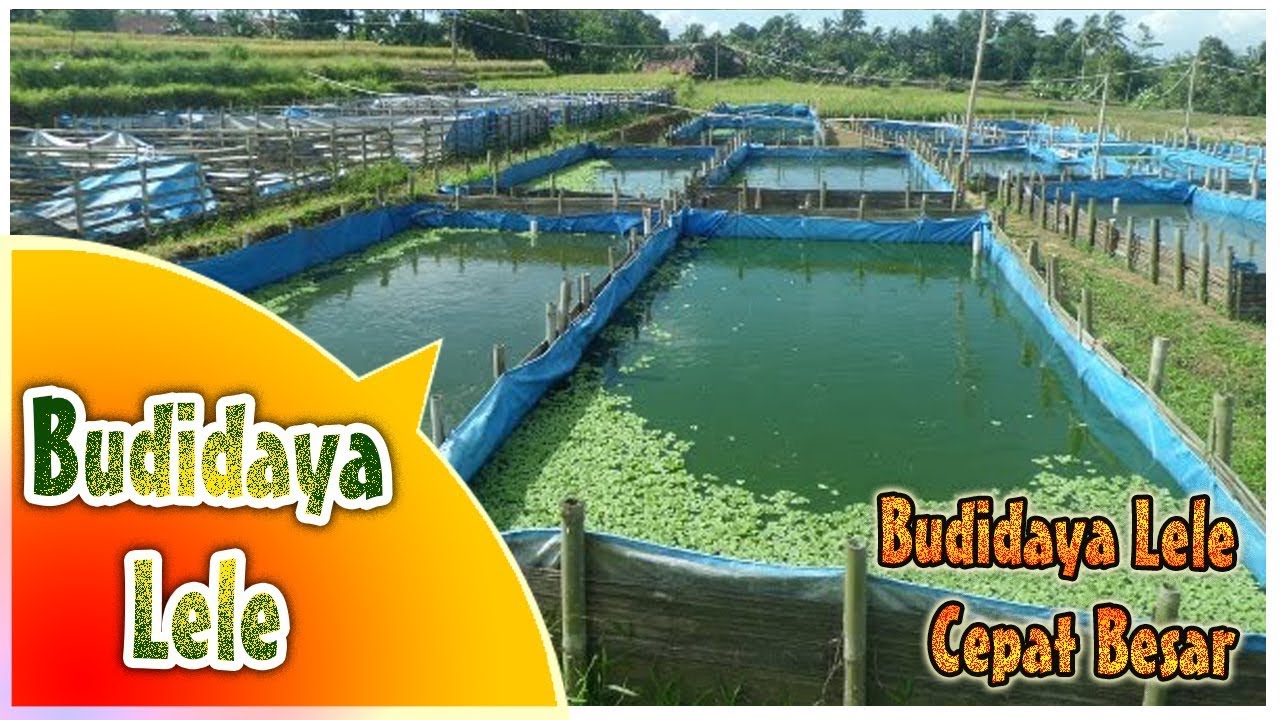 Cara Budidaya Lele Tradisional Tebar Padat Bisa Cepat Besar 