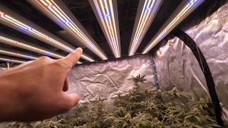 LEGAL CANNABIS GARDEN FULL INTO FLOWER AND AUTOFLOWER FLUSH