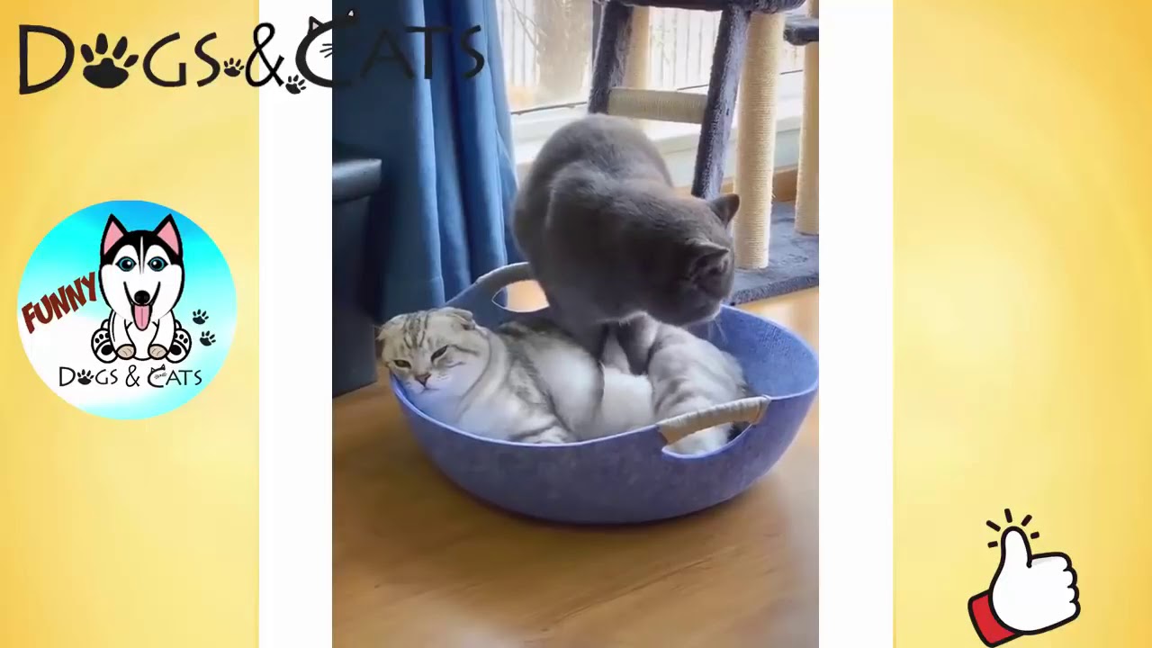 Dog And Cat YouTube