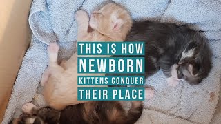 This is how newborn kittens conquer their place with their mother.