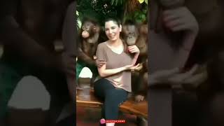 monkey ka romantic mood girl ksath 😂😂😂 funny video#short#shorts #video#sigmarule #viral #sexy#viral