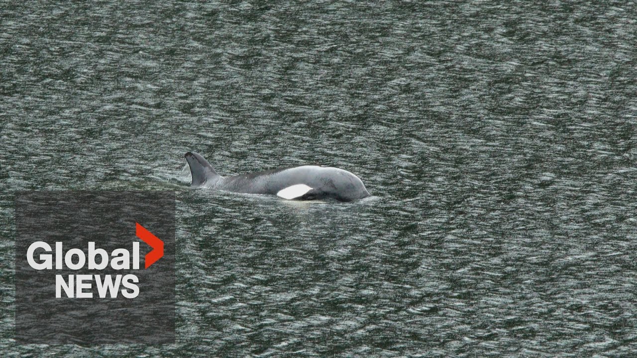 Stranded baby orca rescue attempt off BC coast 