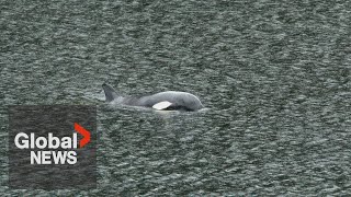 Stranded baby orca rescue attempt off BC coast 