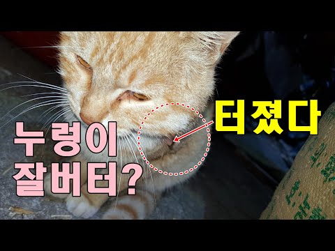 <strong>5일장</strong>,콩깍지,풍구대,누렁이 약 먹이기,레드킹 쿠폰