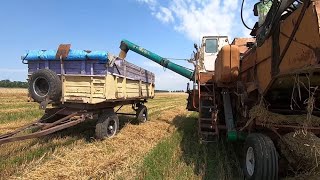 Уборка озимой пшеницы 2021 . Машины не успевают за комбайном .
