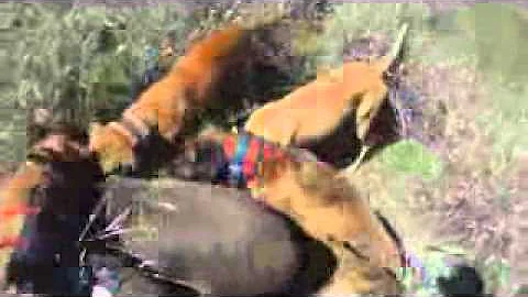 Hog Hunting - Dan Moody.wmv
