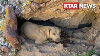 Watch as 2yearold Sharpei mix dog is rescued from side of Arizona mountain