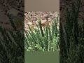 نبات الحرجل من مكونات علاج السكر