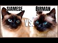 Siamese Cat VS. Birman Cat の動画、YouTube動画。