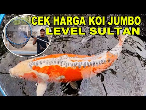 Harga Ikan Koi Super Jumbo