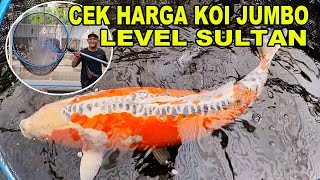 Harga Koi Jumbo Level Sultan
