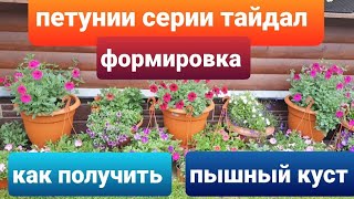 Петунии серии Тайдал / Формирую красивый куст без лысой середины