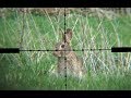 The Airgun Show – Scope-cam rabbit hunting, PLUS Daystate Wolverine R review