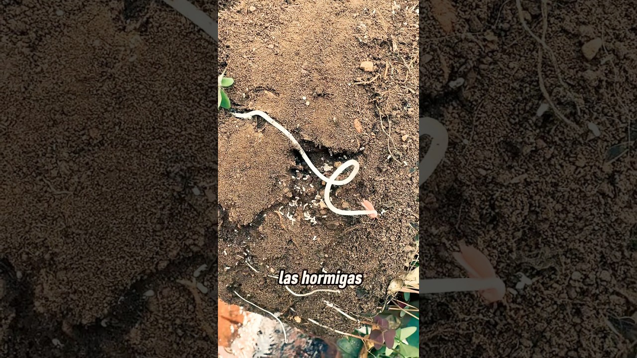 #HormigasAliadas #EcosistemaEnMaceta #VidaEnPequeño #NaranjaDeTapia