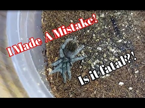 reptile lovers live with 80 snakes Ozai My Tarantula Took A Big Fall, Is it Fatal?