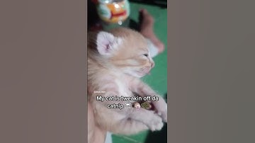 my cat is tweakin off da catnip