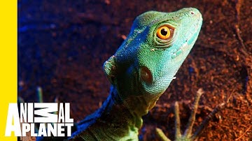 What Exactly Is a Reptile?
