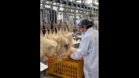 Revolutionize Poultry Processing with the Eruis Automatic Compact Slaughter Line