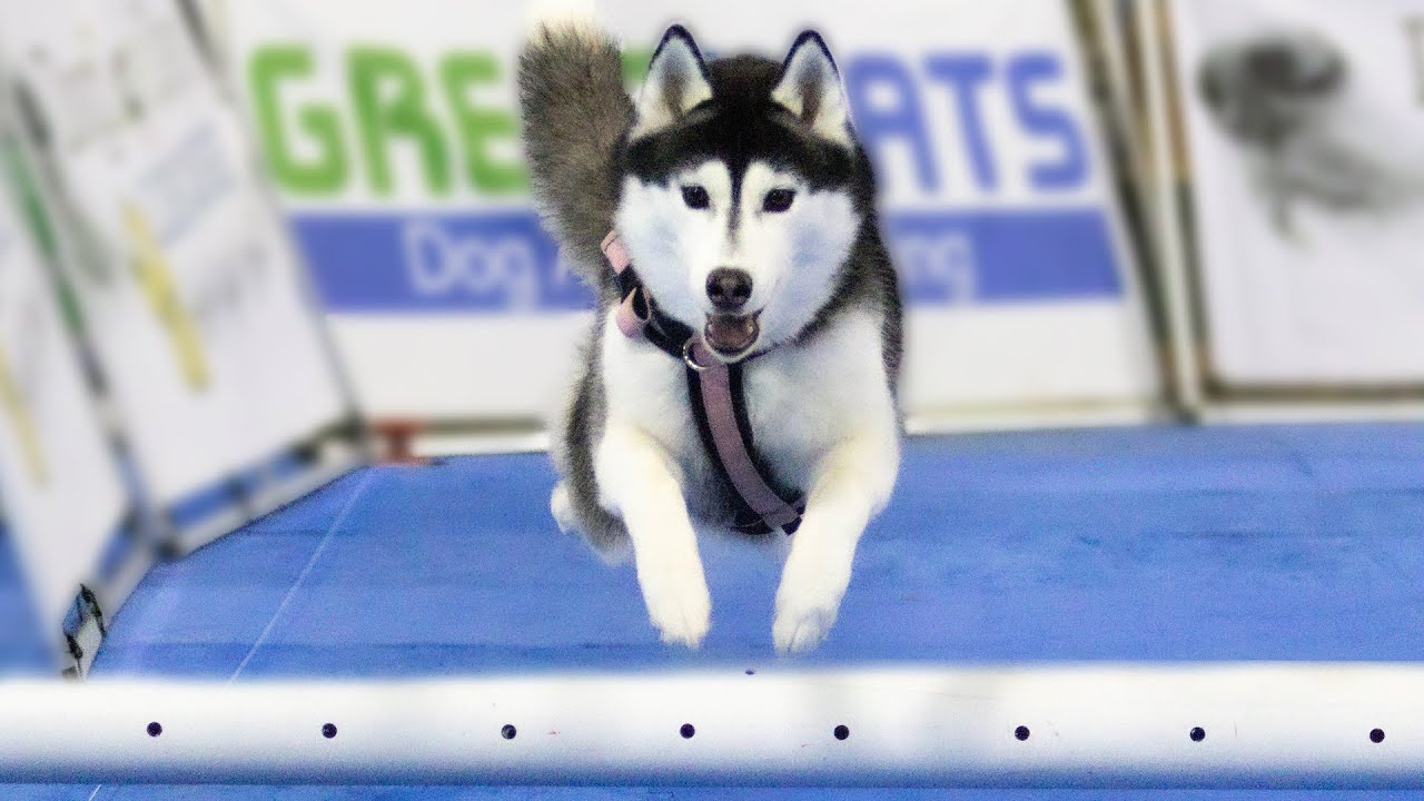 My Husky Learned to FLY at the Novi Pet Expo
