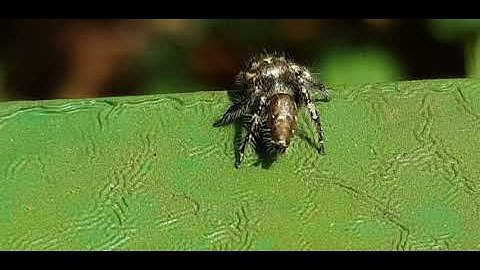 Jumping Spider that lost it legs