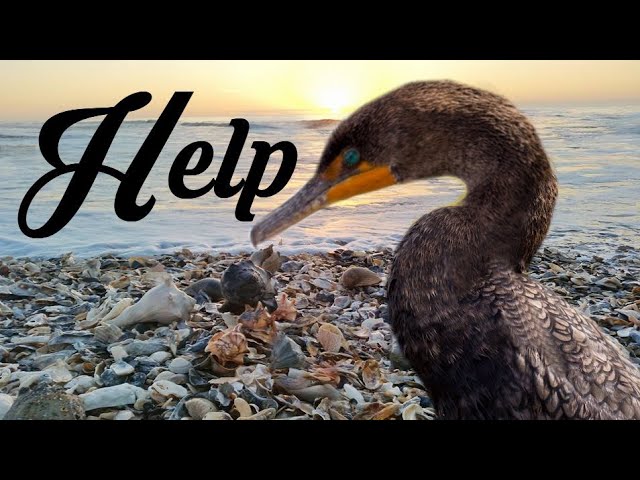 A bird asking for help for 5 weeks got rescued by fishermen in South Carolina class=