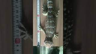 Tokek Rumah (TR) Buyer Valid