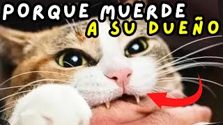 ¿Por que tu gato MUERDE cuando lo acaricias?   Razones y Soluciones by Mascotas Sanas Y Felices 2,764 views 1 month ago 6 minutes, 21 seconds