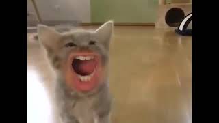 MEOW BITCH