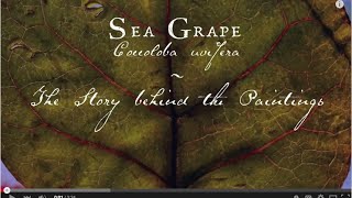 Sea Grape: The Story Behind the Paintings