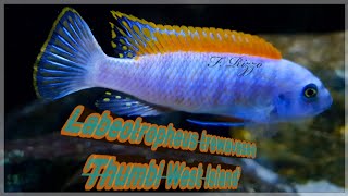 Labeotropheus Trewavasae Thumbi West Island - Morph Bb Malawi Mbuna