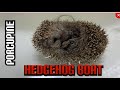 Hedgehog Boat | Porcupine