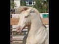 Oso de Oro - Isabella PRE Andalusian Stud Colt for Sale