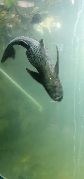Refugio Animal de Costa Rica - YouTube