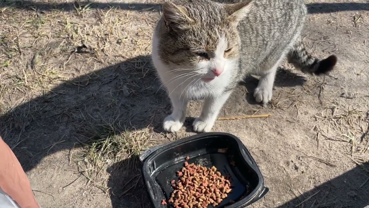 Синий йод,волшебный кисель! На огороде,взошел чеснок! К нам просится постоялец! Летняя кухня,начало!