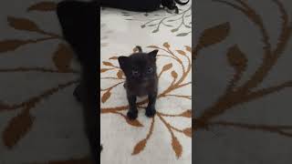 kapkara kız mia nerdesin kedi sütü zamani #kedi #konuşankediler #cat #pisitv #youtubeshorts #mia