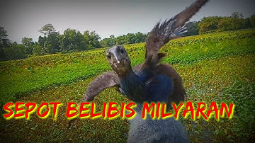 BERBURU BELIBIS MILYARAN