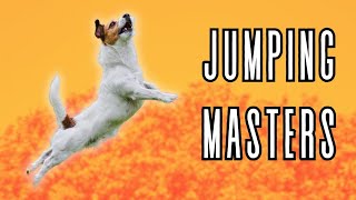 HighFlying Canines: Top 10 Breeds with Impressive Jumping Skills