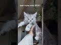 Most Beautiful Maine Coon Cat ❤️