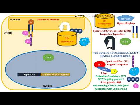 Ethylene signaling