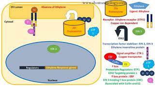 Ethylene Signaling Pathway