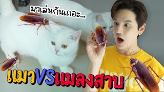 แกล้งแมวด้วยแมลงสาบยักษ์! เจอครั้งแรกถึงกับ...... | ติดเต๋า