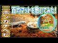 カナヘビ水槽の床材にヤシガラマットを敷いてみた❗【爬虫類・ニホンカナヘビ・飼育】